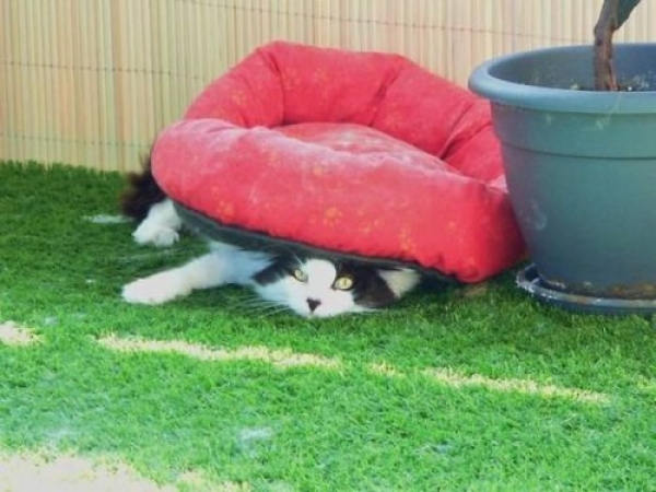 Ну очень смешные коты