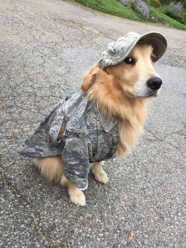 Милые собачки