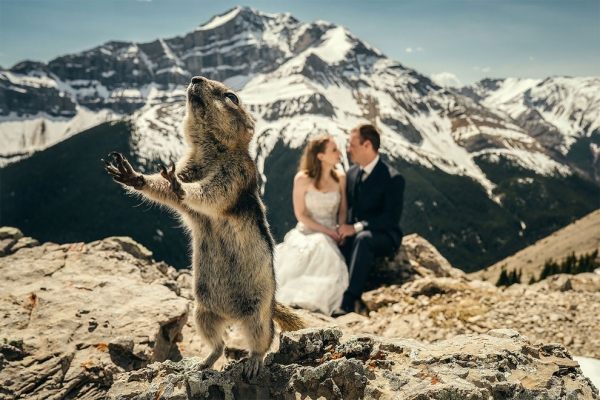 Селфи животных на свадебных снимках