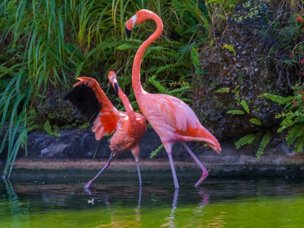 Как выглядит птенец фламинго