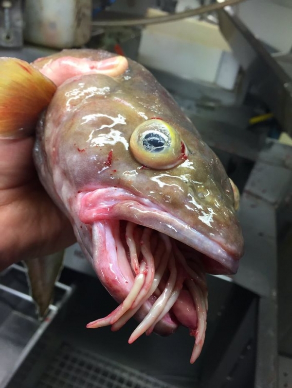 Чудовища из дна морского