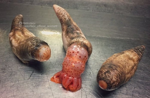 Чудовища из дна морского