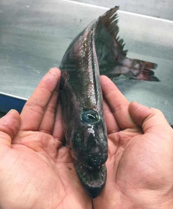 Чудовища из дна морского