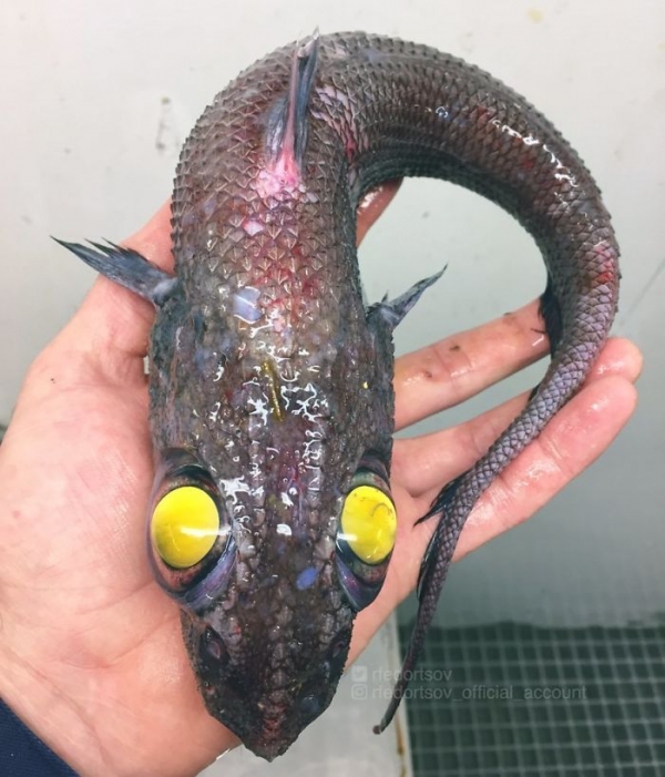 Чудовища из дна морского