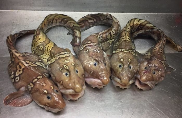 Чудовища из дна морского