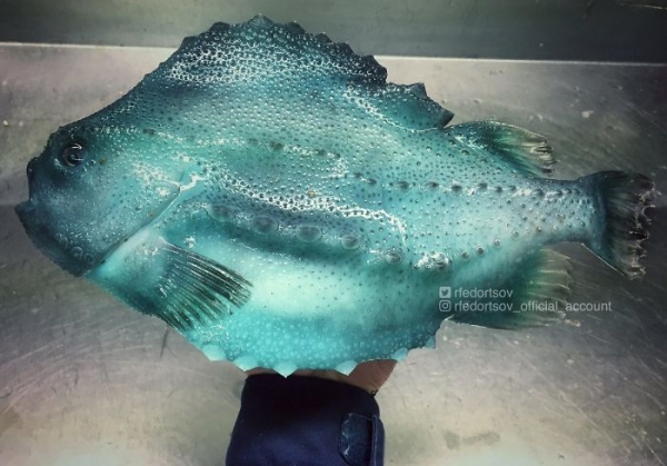Чудовища из дна морского