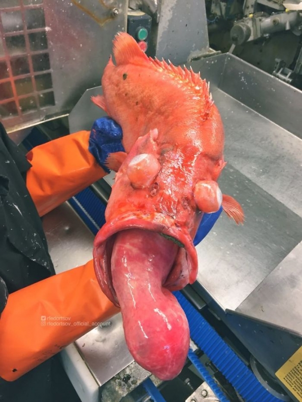 Чудовища из дна морского