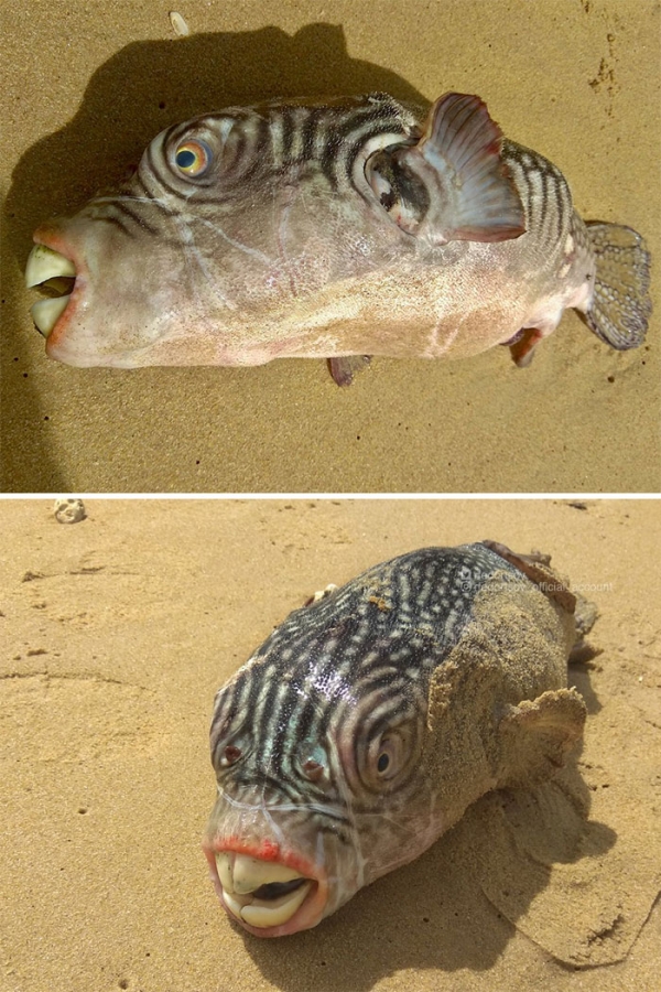 Чудовища из дна морского