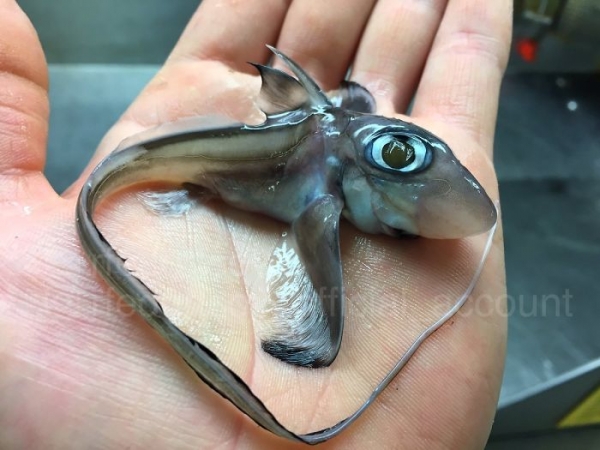 Чудовища из дна морского