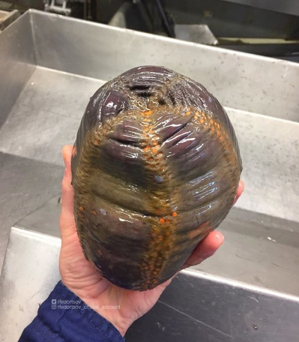 Чудовища из дна морского