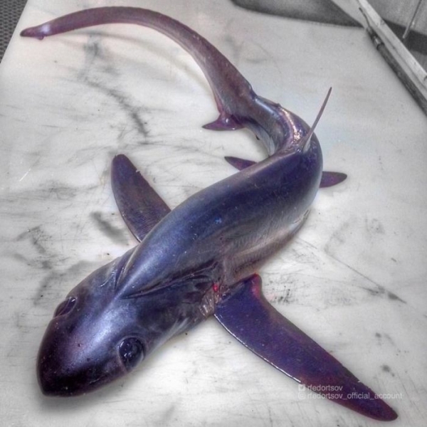 Чудовища из дна морского