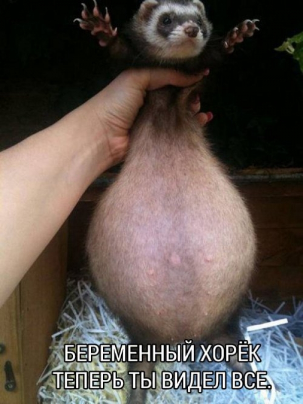 Картинки из сети