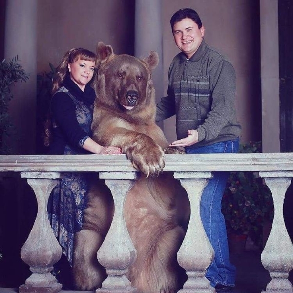 Необычна семья с медведем