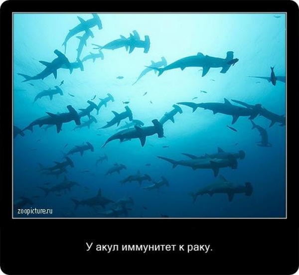 Интересные факты из мира живой природы