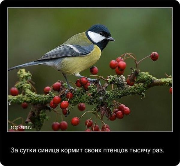 Интересные факты из мира живой природы