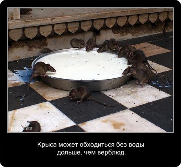 Интересные факты из мира живой природы