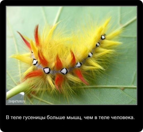 Интересные факты из мира живой природы