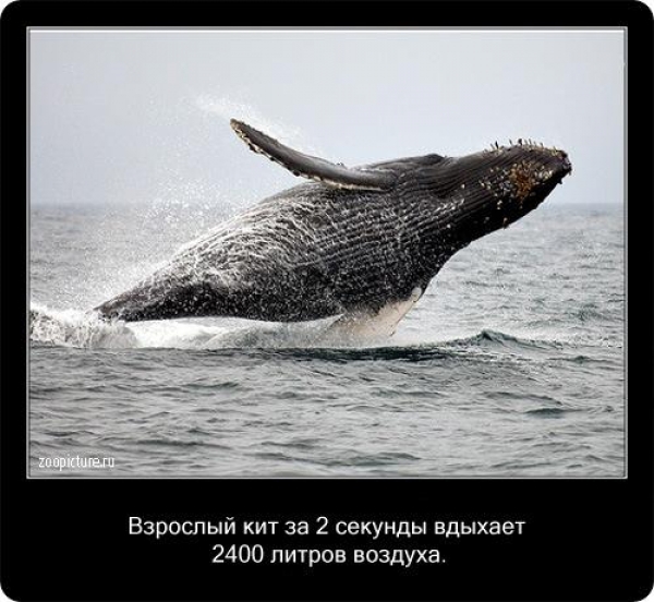 Интересные факты из мира живой природы