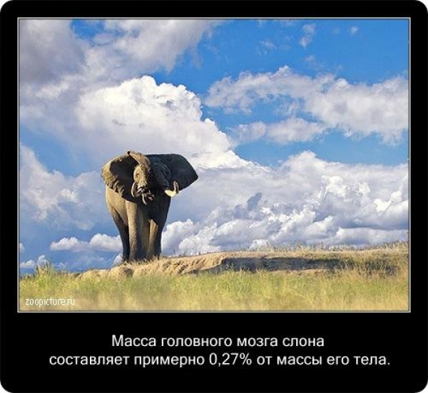 Интересные факты из мира живой природы