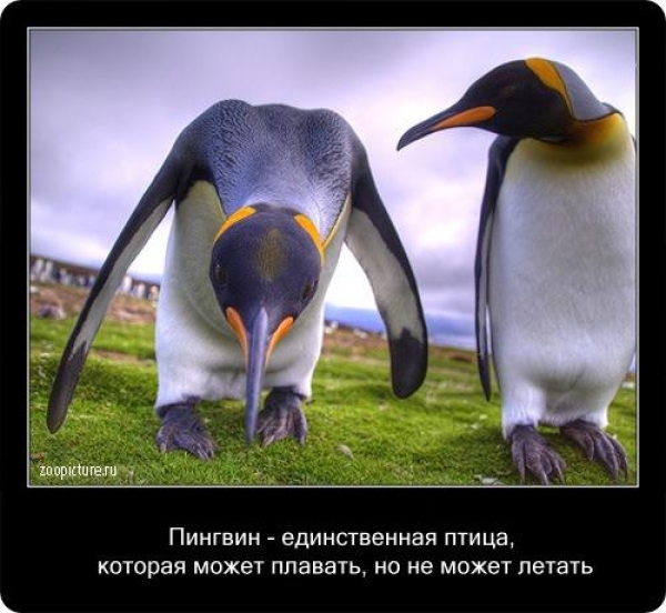 Интересные факты из мира живой природы