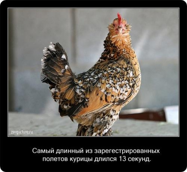 Интересные факты из мира живой природы