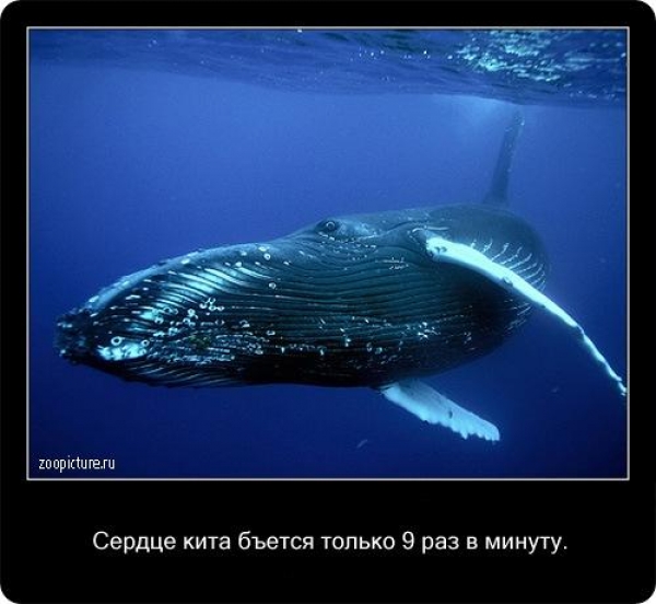 Интересные факты из мира живой природы