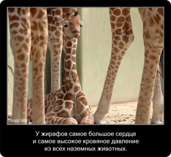 Интересные факты из мира живой природы