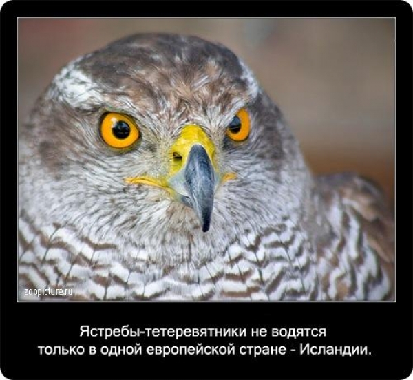 Интересные факты из мира живой природы
