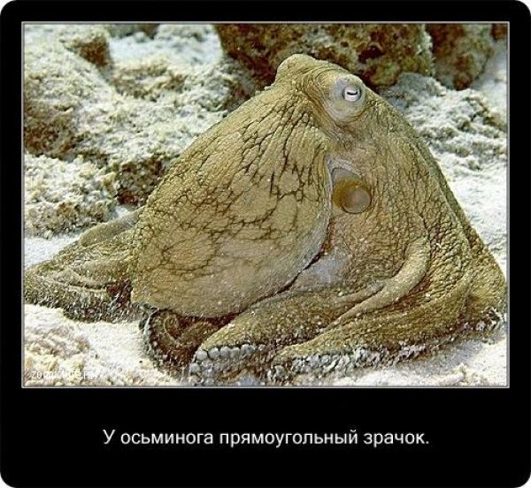 Интересные факты из мира живой природы