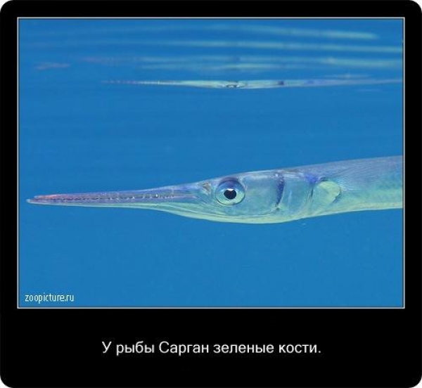 Интересные факты из мира живой природы