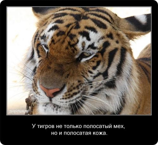 Интересные факты из мира живой природы
