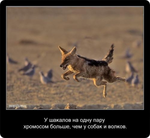 Интересные факты из мира живой природы
