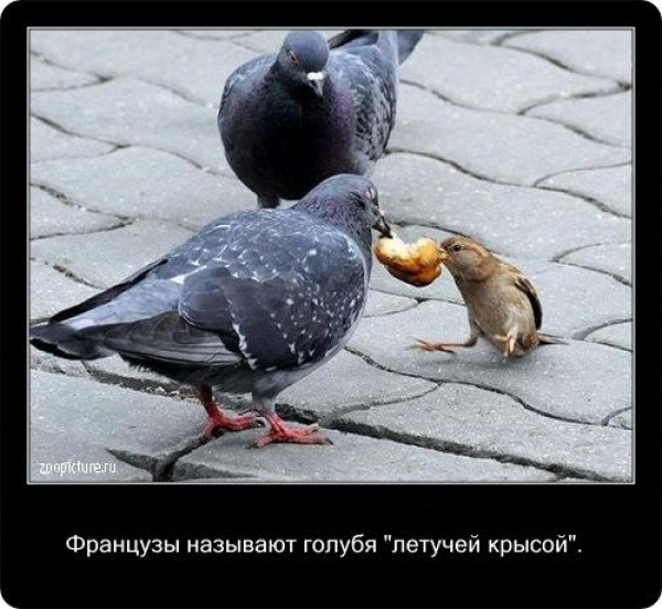 Интересные факты из мира живой природы