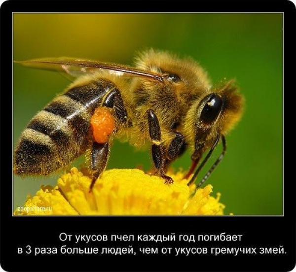 Интересные факты из мира живой природы