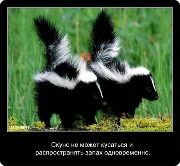 Интересные факты из мира живой природы
