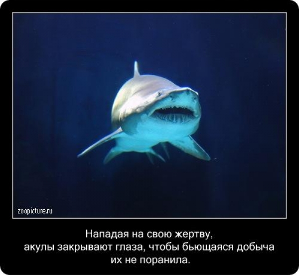 Интересные факты из мира живой природы