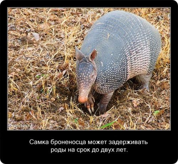 Интересные факты из мира живой природы