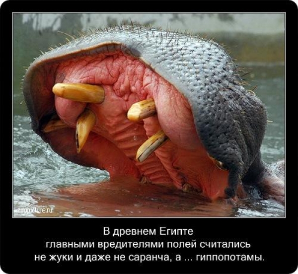 Интересные факты из мира живой природы