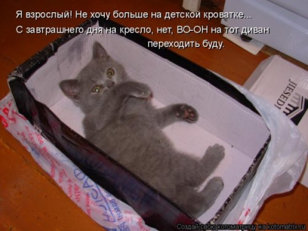 Веселая кошачья жизнь