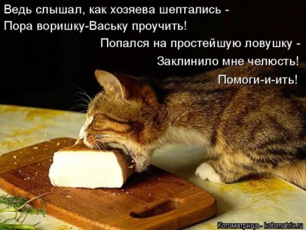 Веселая кошачья жизнь