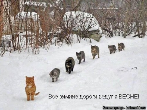 Веселая кошачья жизнь