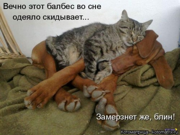 Веселая кошачья жизнь