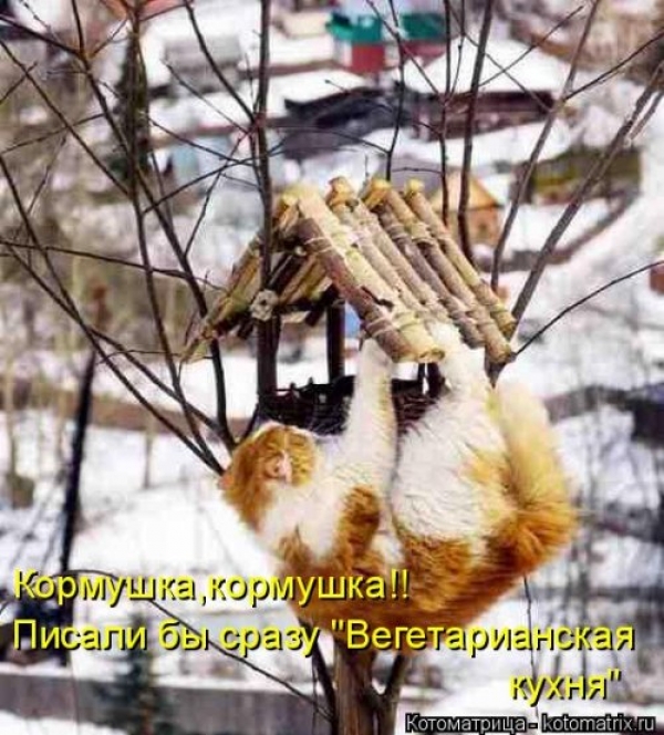 Веселая кошачья жизнь