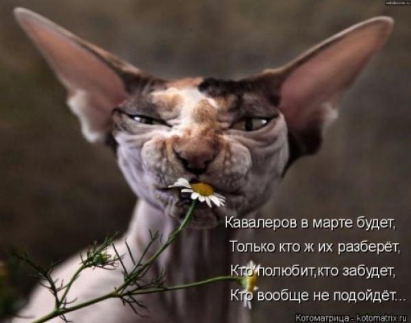 Веселая кошачья жизнь
