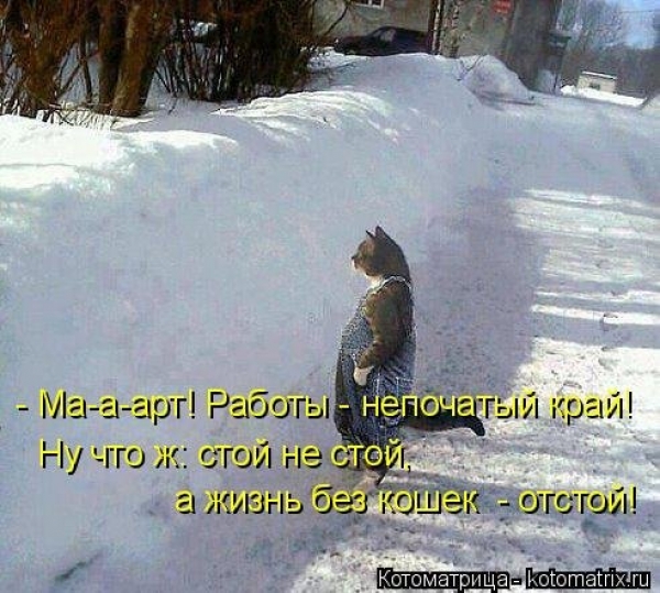 Веселая кошачья жизнь