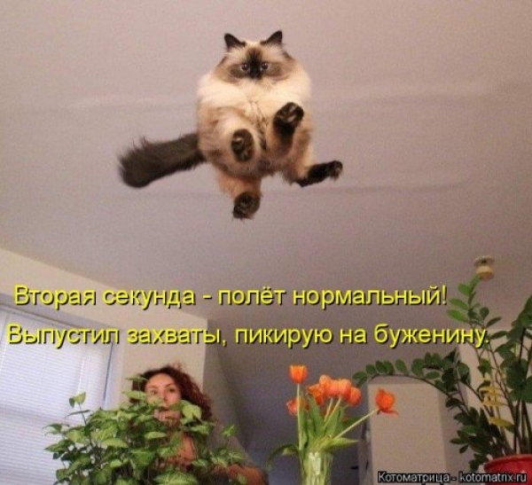 Веселая кошачья жизнь