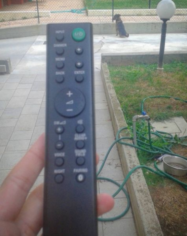 Что может быть похлеще женской логики? Только логика беременной женщины.