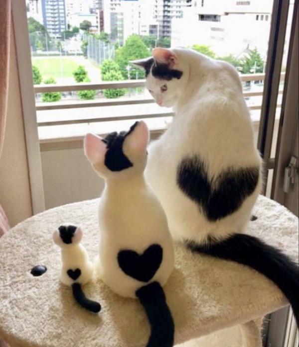 Такие милые коты