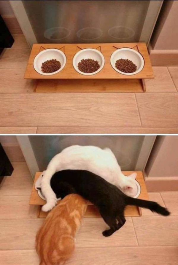 Такие милые коты