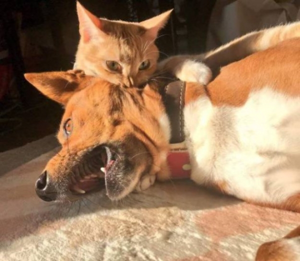 Такие милые коты